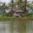 bugis house coconut tree