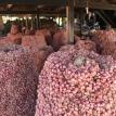 red onion at enrekang